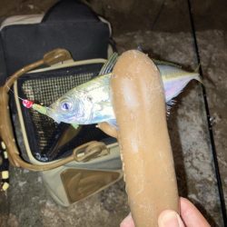 夜釣りと投げ釣り