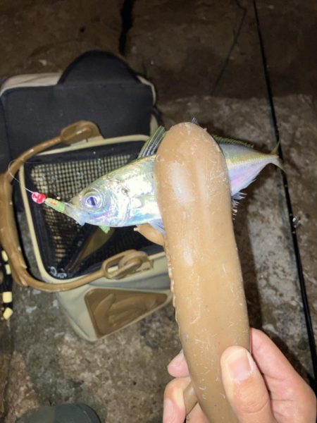 夜釣りと投げ釣り