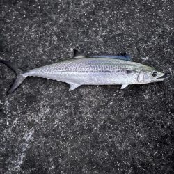 サゴシシーズン7