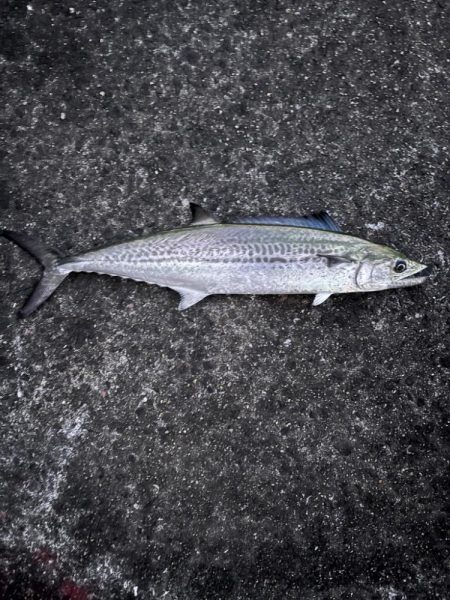 サゴシシーズン7