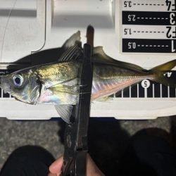 ええアジ釣れた〜