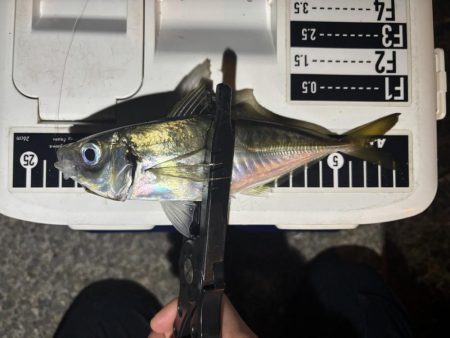 ええアジ釣れた〜