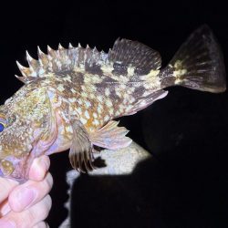 攻め過ぎました。