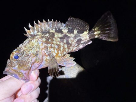 攻め過ぎました。