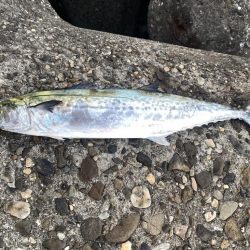 メジロとサゴシ