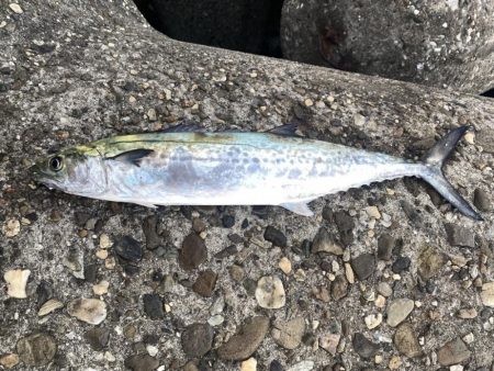 メジロとサゴシ