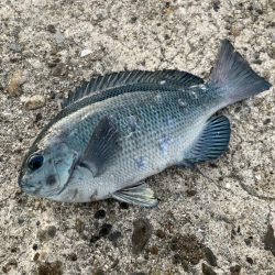 カゴ釣りと飛ばしサビキで