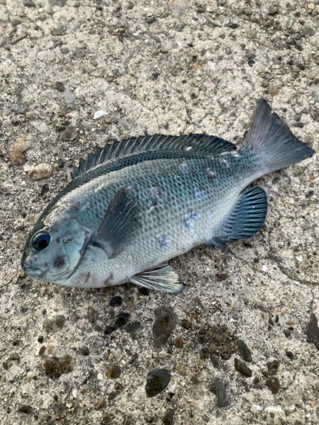 カゴ釣りと飛ばしサビキで