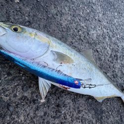 ショアジギング！