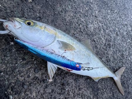 ショアジギング！