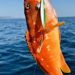 久しぶりの紀北ボート釣行