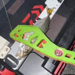 久しぶりの釣行