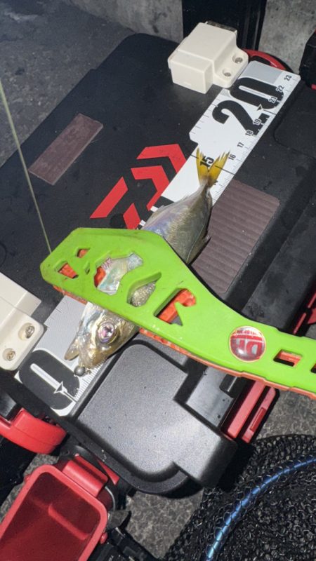 久しぶりの釣行