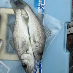 落ちギス釣り