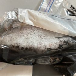 そろそろエギング終了か！？釣り人激減の激渋！