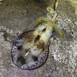 少々の波でもただ巻きエギングなら釣れる！