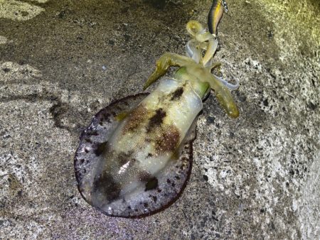 少々の波でもただ巻きエギングなら釣れる！