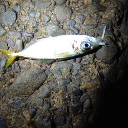 エギング、アジング