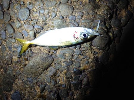 エギング、アジング