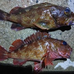 深夜と、朝と。フカセなど