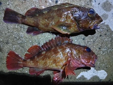 深夜と、朝と。フカセなど