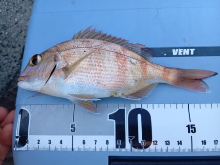 冬の穴釣り開始＆アタリの日