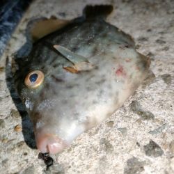 カワハギ後、タチウオ。