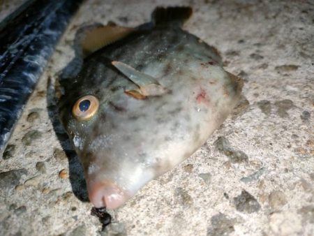 カワハギ後、タチウオ。