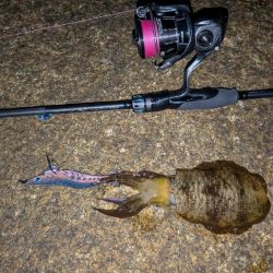 新居浜エギング