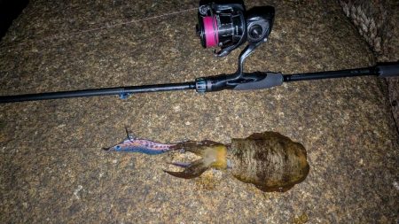 新居浜エギング