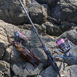 新居浜エギング