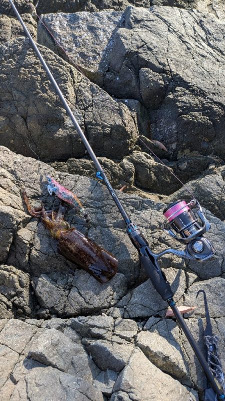 新居浜エギング