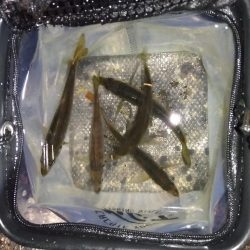 強風ベイトフィネス!