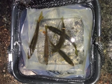 強風ベイトフィネス！