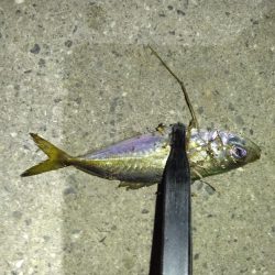 どこでやっても豆鯵!