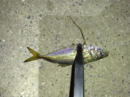 どこでやっても豆鯵!