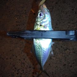 場所が変われば釣果も変わる？