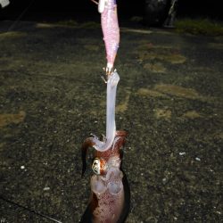 犬熊漁港でエギング