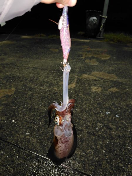 犬熊漁港でエギング