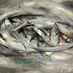 大阪湾船タチ好調