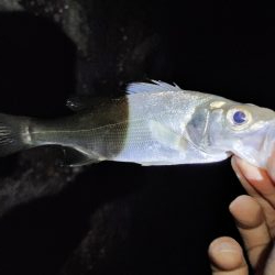 強風によりランガン