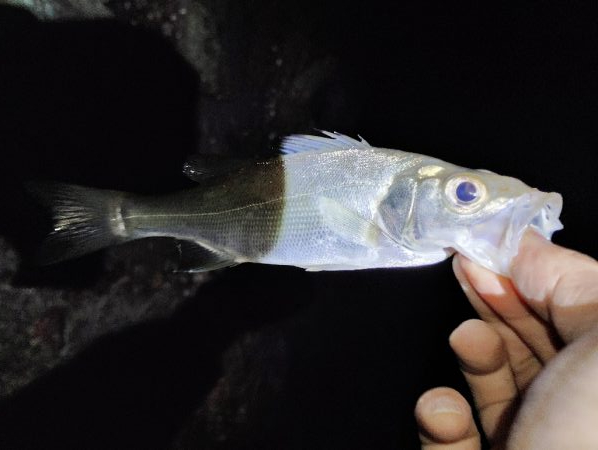 強風によりランガン