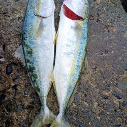 ショアジギでヤズ