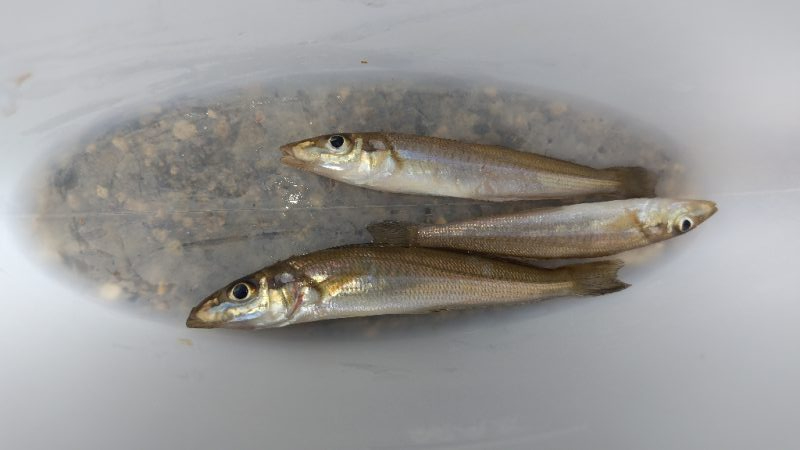 ダメダメの11月スタート