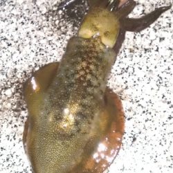 リメイク餌木で2連発🦑