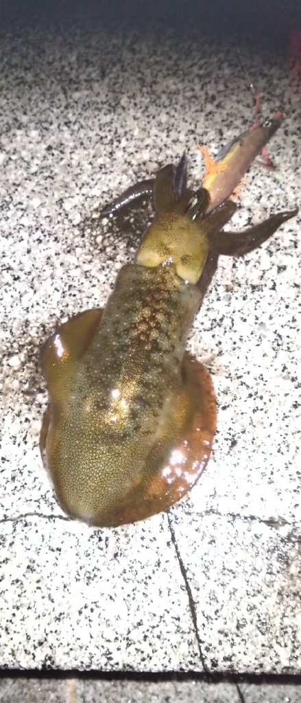 リメイク餌木で2連発🦑