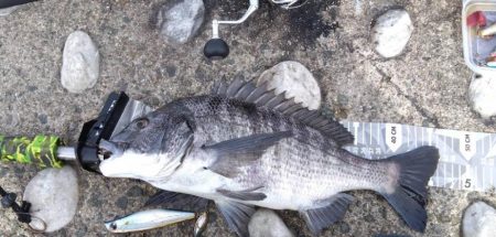 青物トップ狙いで自己最長チヌ!?