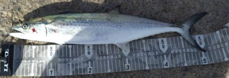 鰤はフック折れで逃した…(泣)