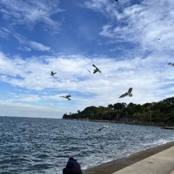 ㊗️初メジロおめでとう㊗️