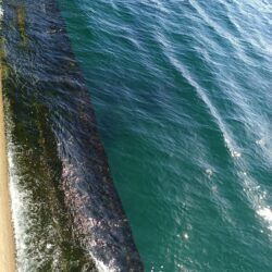 すんなりタコ君